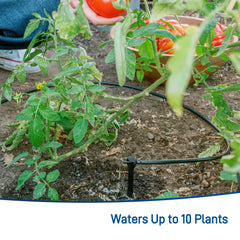 All-in-One Tomato Drip Kit